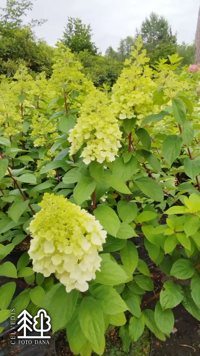 Hydrangea paniculata   'Magical Kilimanjaro' = 'Kolmakilima'